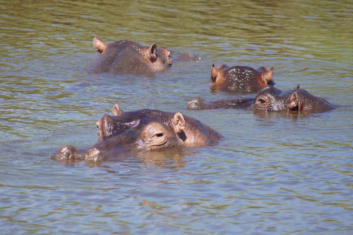 Las mejores propuestas para disfrutar de un safari en África