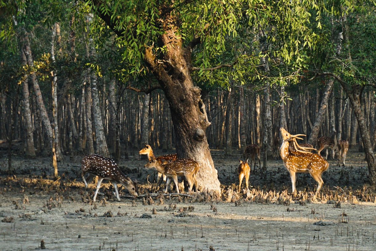 Rincones de Bangladesh para disfrutar de un viaje interesante