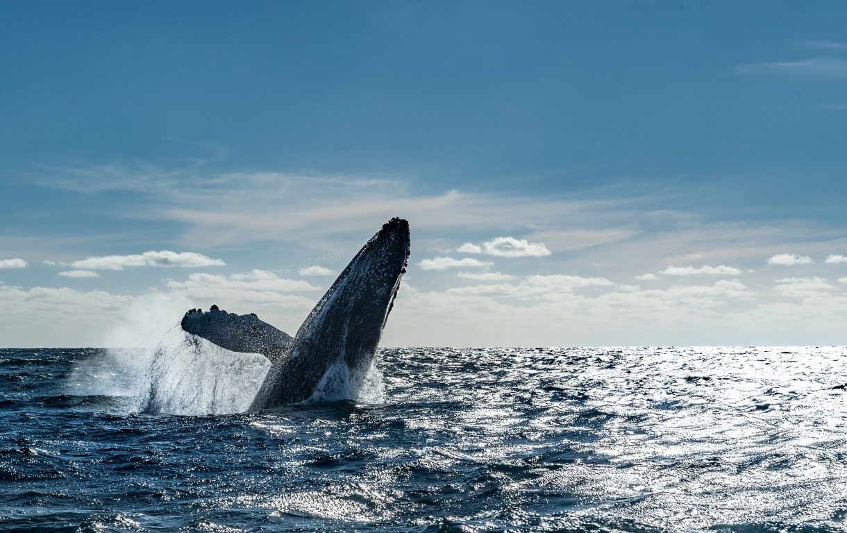 Lugares para el avistamiento de ballenas