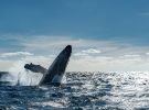 Lugares para el avistamiento de ballenas