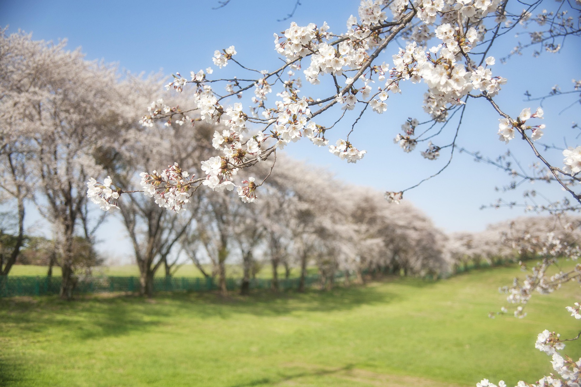 Sakura 