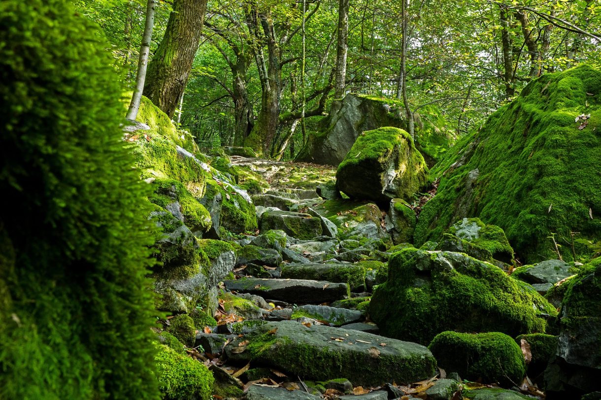 Los mejores bosques para conocer en Suiza