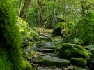 Los mejores bosques para conocer en Suiza