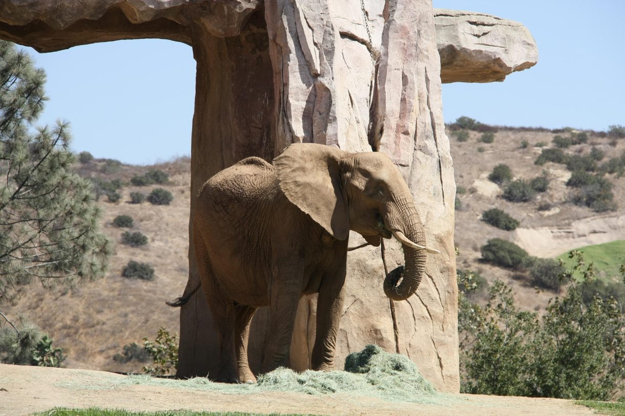 Parques Zoológicos para conocer en Estados Unidos