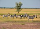 Recorrido para disfrutar de Tanzania en vacaciones