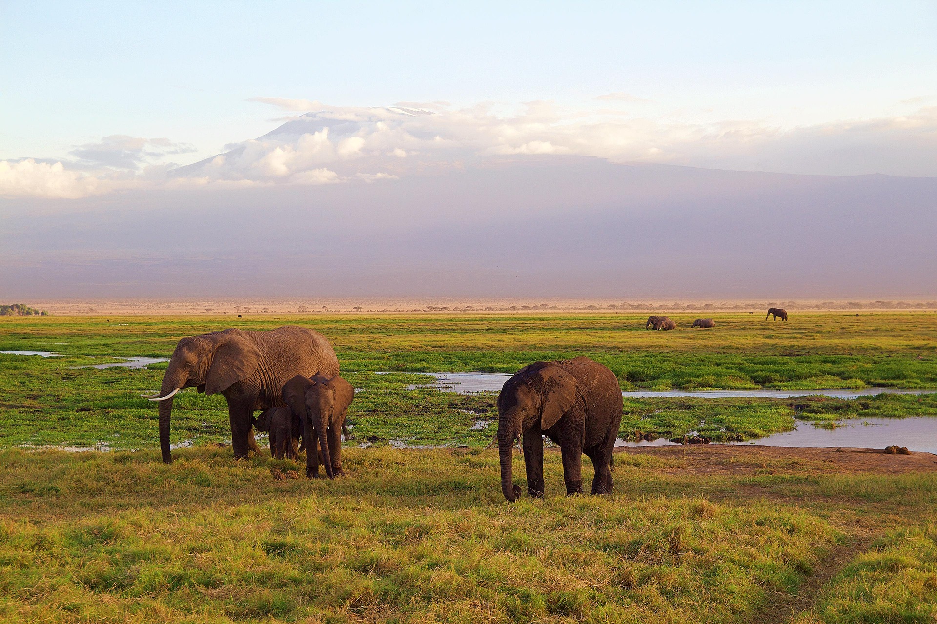 Elephants 