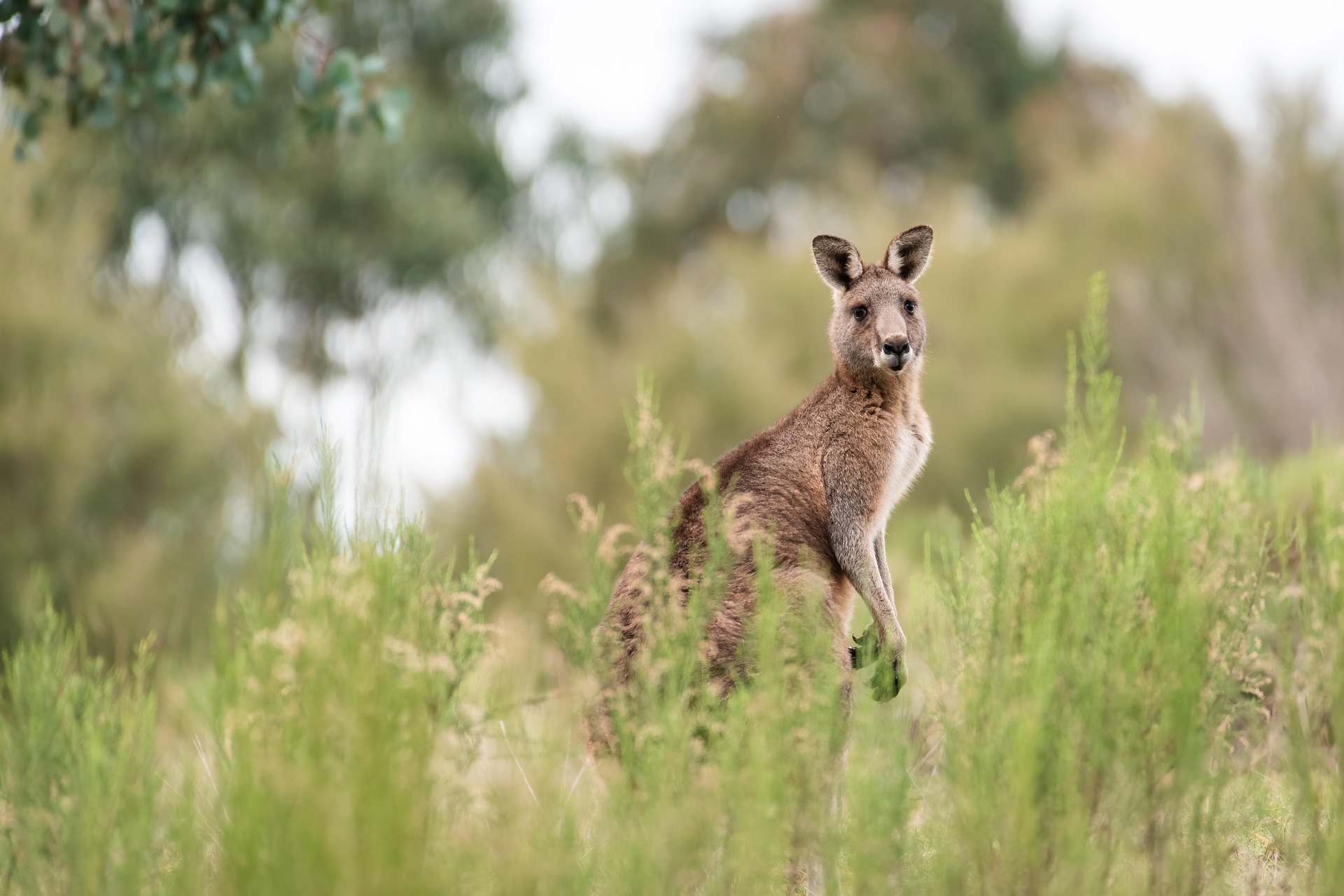 Kangaroo 