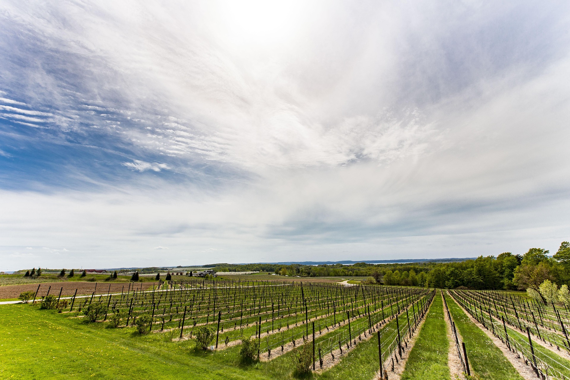 Vineyard 