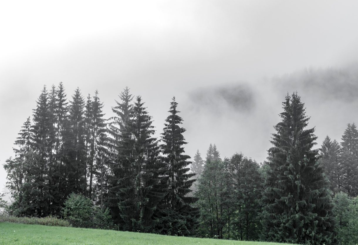 Bosques de Europa para no perderse
