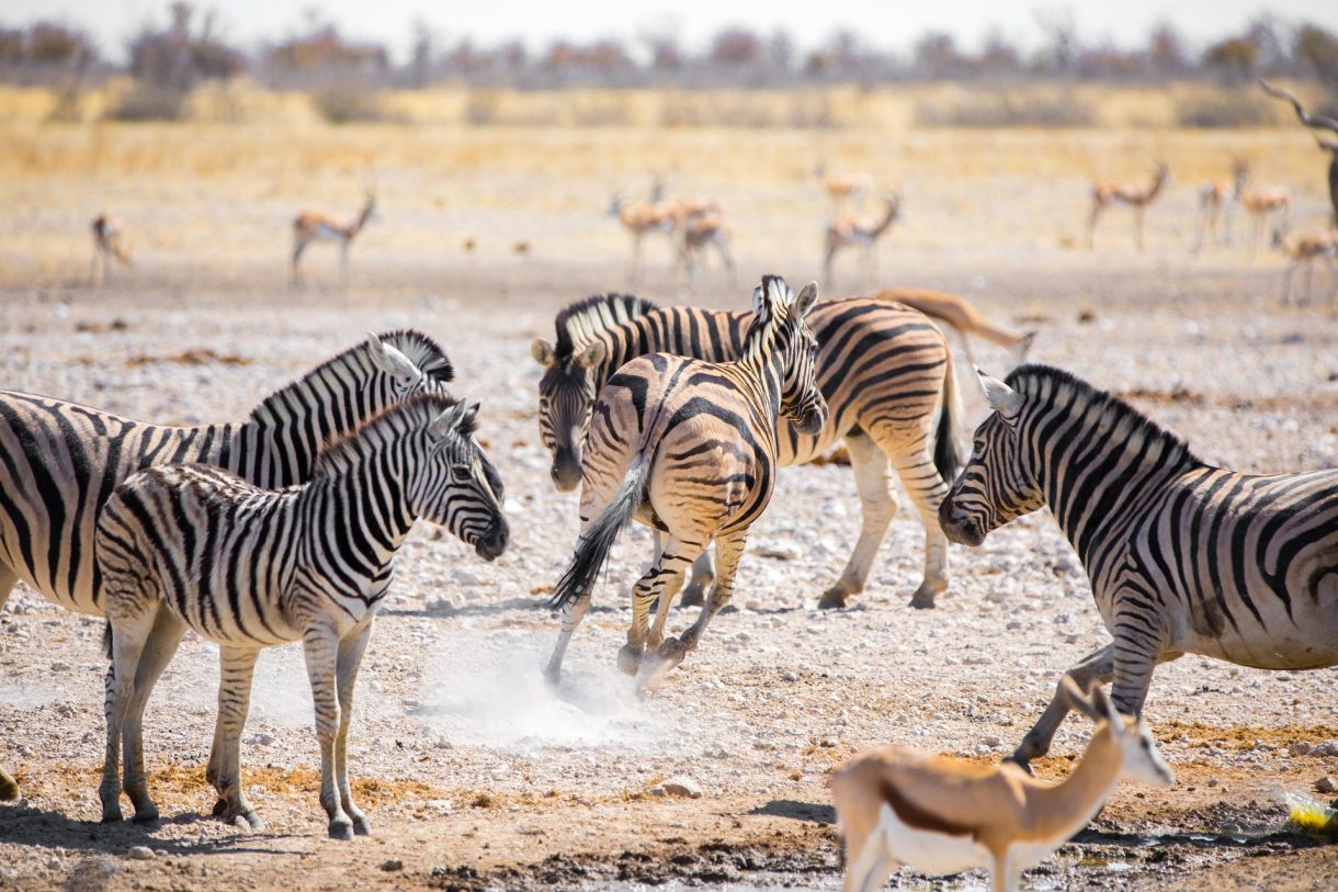Lugares sorprendentes para conocer en Namibia