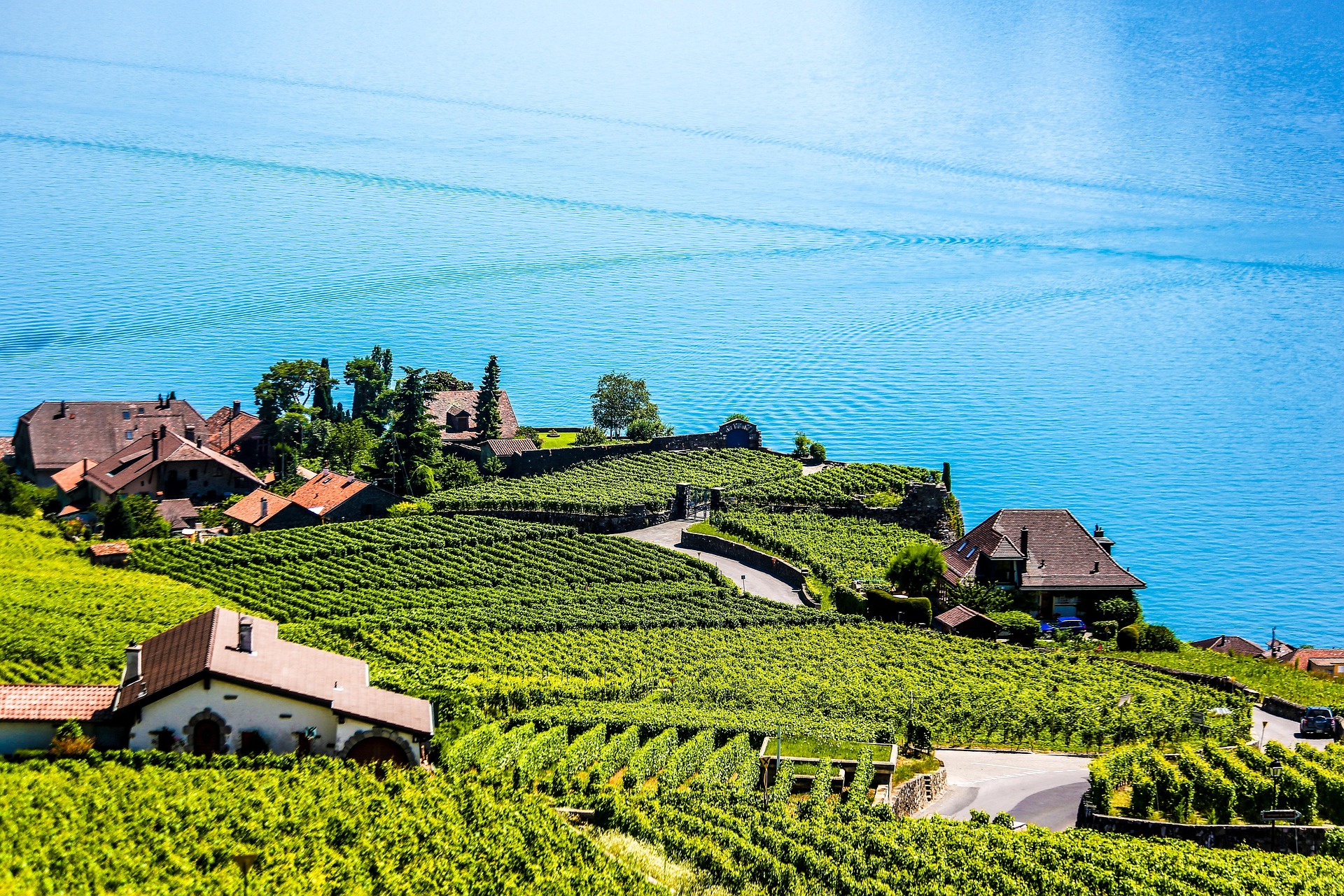 Swiss 