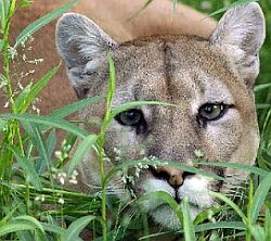 El Mountain Lion no funcionará en las viejas Mac