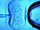 Transferir un solo embrión durante la fecundación in-vitro podría ser más eficaz