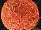 Científicos chinos descubren células madre en el ovario animal