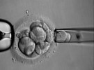 Sanidad autoriza la selección de embriones a otras diez familias