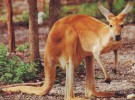 El Zoo de Madrid abre sus puertas a Australia