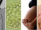 Nueva técnica de reproducción asistida que evita embarazos múltiples