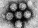 La OMS pide que se incluya en todos los calendarios la vacuna del rotavirus