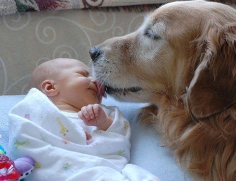 Los bebés entienden los ladridos de los perros
