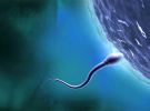 Científicos británicos crean esperma en el laboratorio