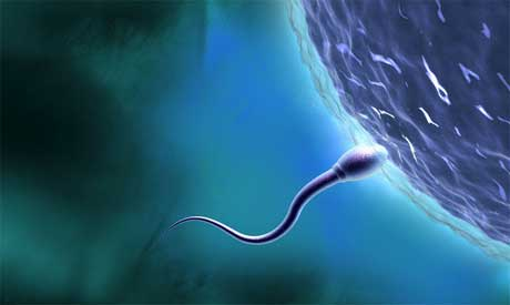 Científicos británicos crean esperma en el laboratorio