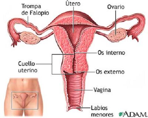 Complicaciones del embarazo: Cuello uterino incompetente