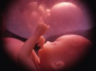 Evolución y desarrollo del bebé dentro de útero