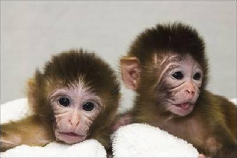 Nacen dos monos con ADN mitocondrial sano