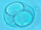 Consiguen un embarazo libre de una distrofia muscular mediante selección embrionaria