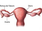 Nace el primer bebé concebido naturalmente tras un trasplante de ovario