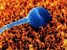 Nueva tecnología para seleccionar espermatozoides, viéndolos más de cerca