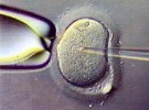 Mejora la selección de embriones y aumentan las posibilidades de embarazo