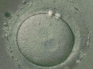 Adopción de embriones, otra posibilidad para las parejas con problemas de fertilidad