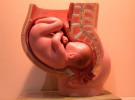 Un estudio da esperanzas a nuevos tratamientos de fertilidad