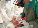 Premiados por prevenir retinopatías en bebés prematuros