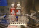 Nuevos acuerdos entre empresas para la conservación de células madres