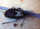 ¿Qué es la enfermedad de Chagas?