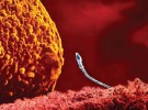 Ante los problemas de fertilidad, adopta un embrión