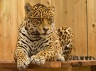 Horóscopo maya: Jaguar