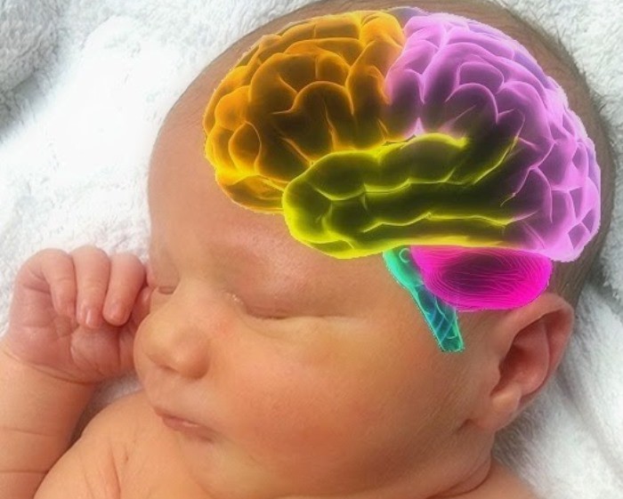 Cerebro del bebé