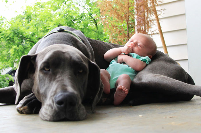 bebé con perro