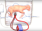 Inventan un útero artificial para ayudar a los bebés prematuros
