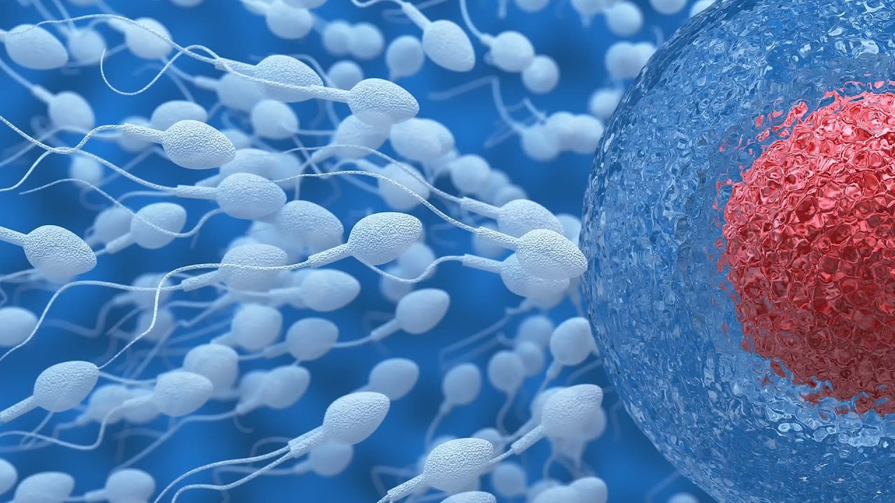 espermatozoides y ovulo