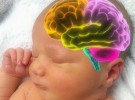 Evejecimiento acelerado en el cerebro de los bebés prematuros