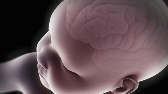 desarrollo cerebral del bebé prematuro